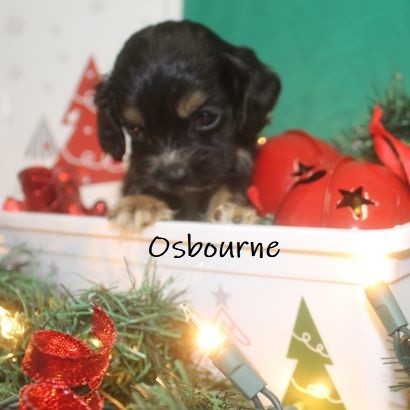 puppy, for, sale, Cocker Spaniel, Joe & Cherri  Overlease, dog, breeder, Miller, MO, dog-breeder, puppy-for-sale, forsale, nearby, find, puppyfind, locator, puppylocator, aca